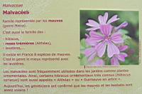 Famille Malvacees ou Malvaceae (txt)